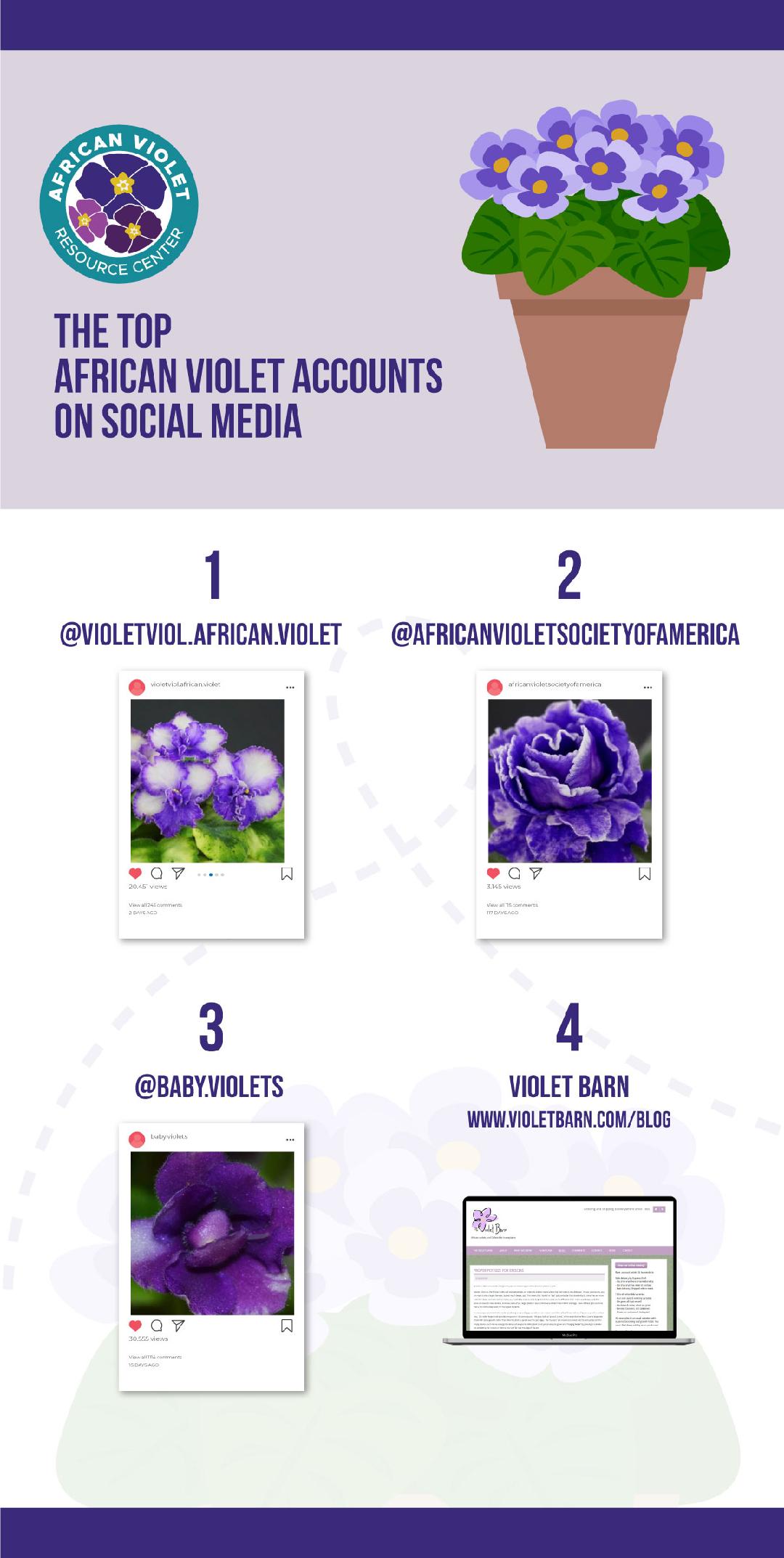 African Violets are vibrant and gorgeous. Learn which Instagram accounts to follow with this list of top African Violet Instagram accounts.