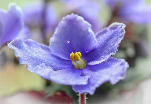 Endless Summer: Here’s How to Grow an African Violet Garden That BLOOMS