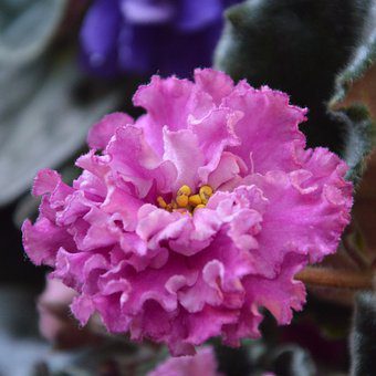 Nip it in the Bud! Common African Violet Problems & What Comes Next