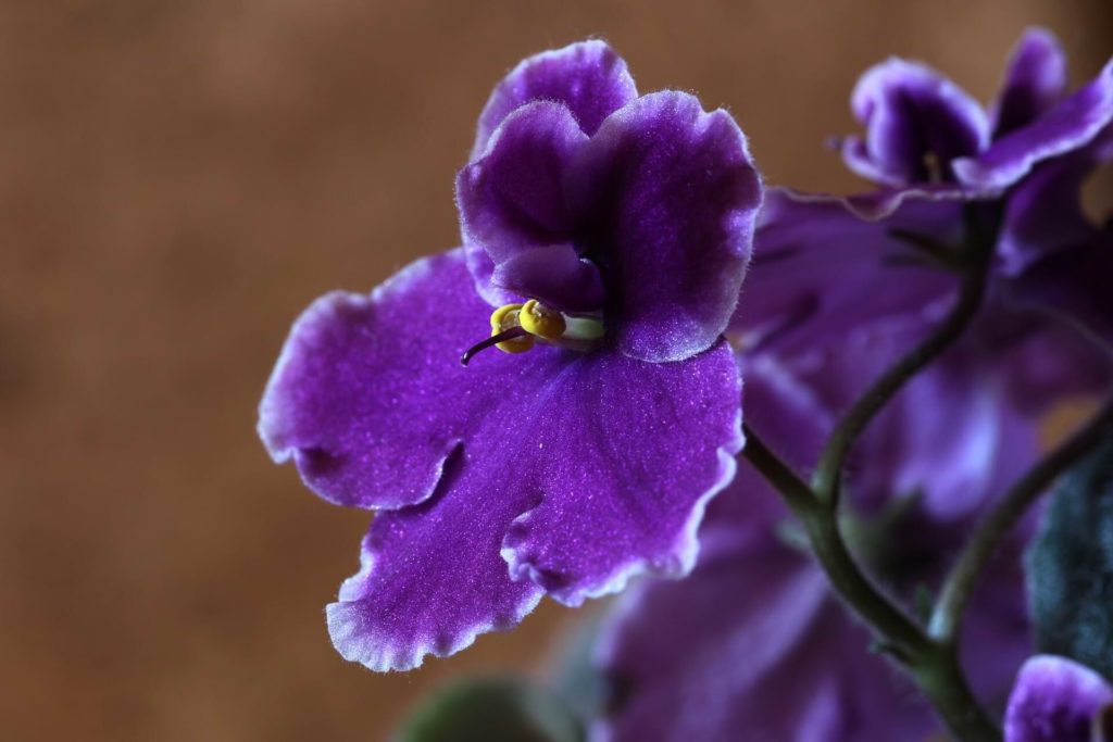 african-violets-1819021_1920