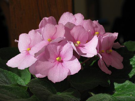 Stayin’ Alive! A Beginner’s Guide to African Violet Care