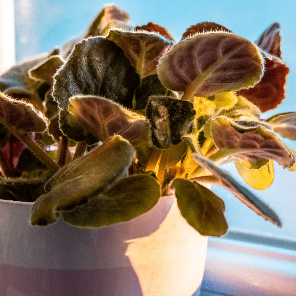African violet dying in a white pot on windowsill with brown African violet leaves, wilting, and color change.