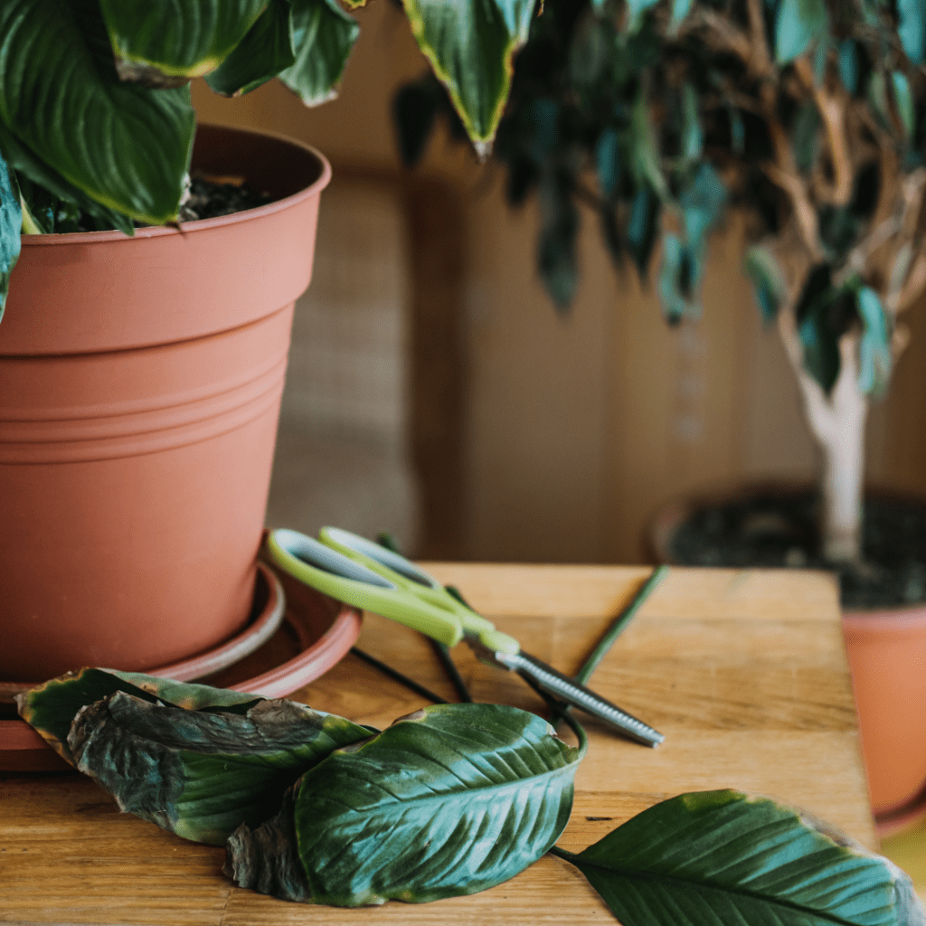 Dying African violet showing leaf leaf burn. Potted indoor houseplant surrounded by leaves and sharp pruning shears on table.