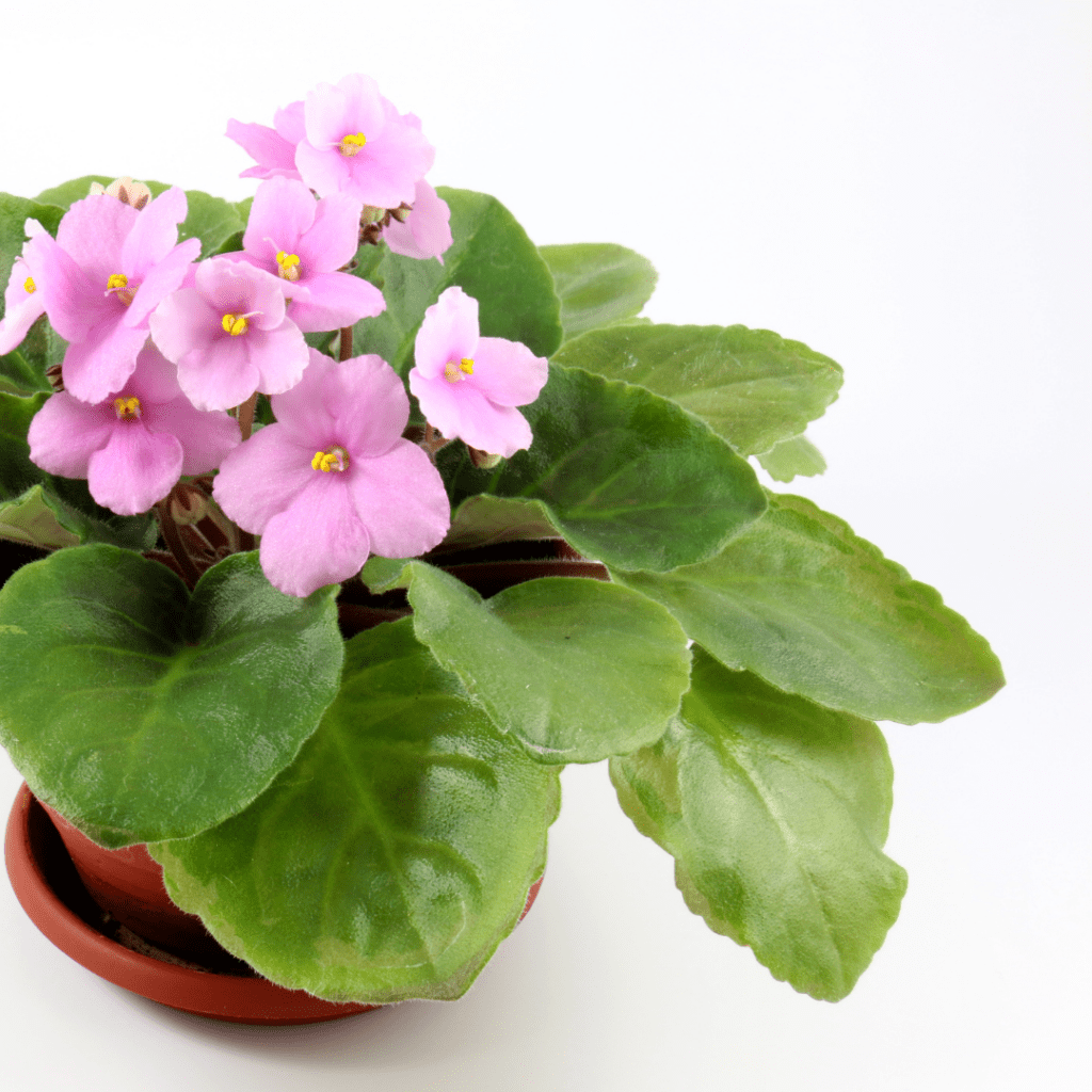 African violet dying with drooping leaves and purple flower bloom. Houseplant in a small brown pot on a white background. 