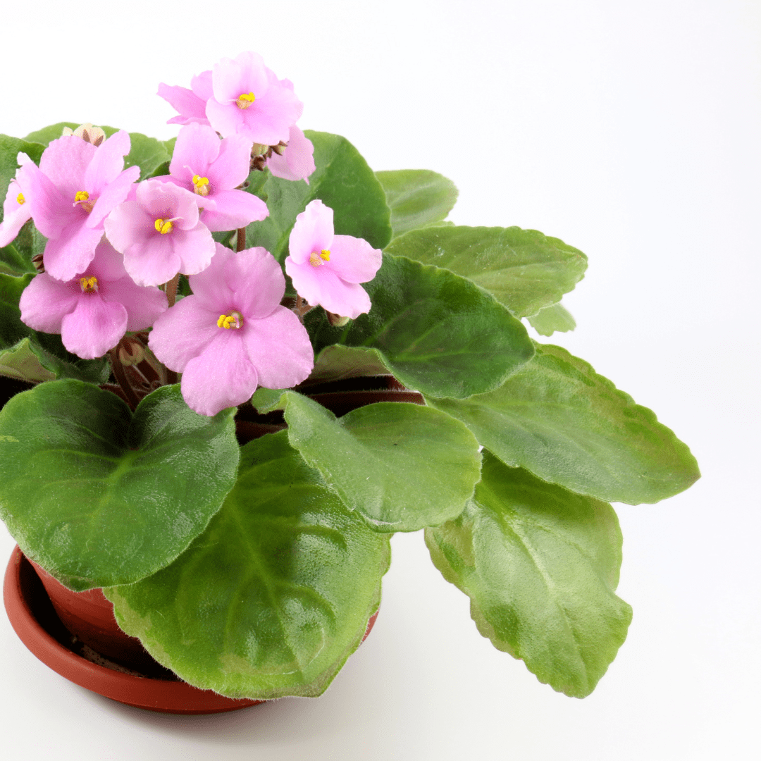 6 Signs Your African Violet Is Dying and How to Revive It