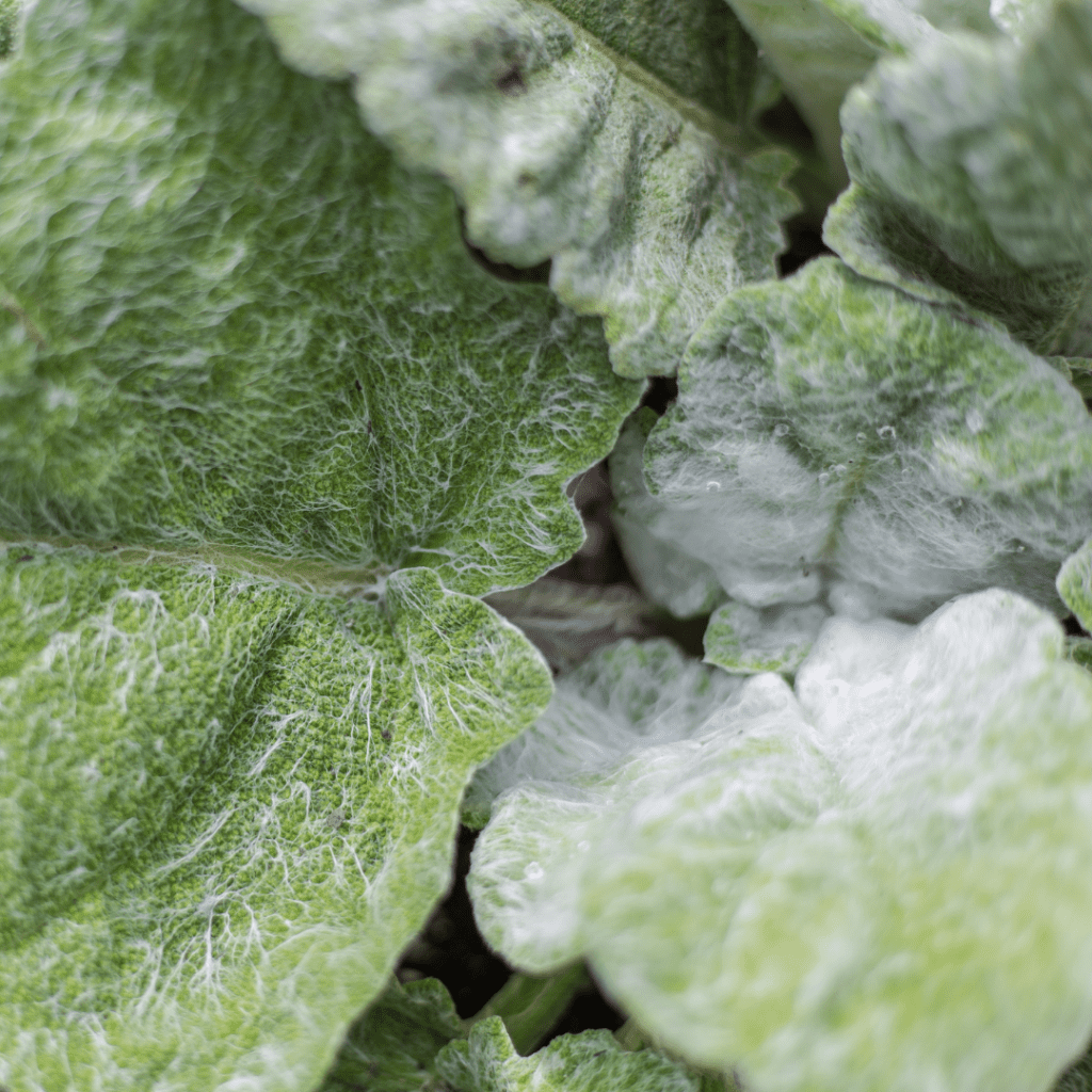 Detailed picture of African violet dying with white leaves instead of healthy green houseplant leaves. 