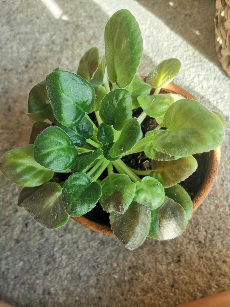 African violet dying with brown spots on leaves in clay pot. Indoor plant pot on carpet.