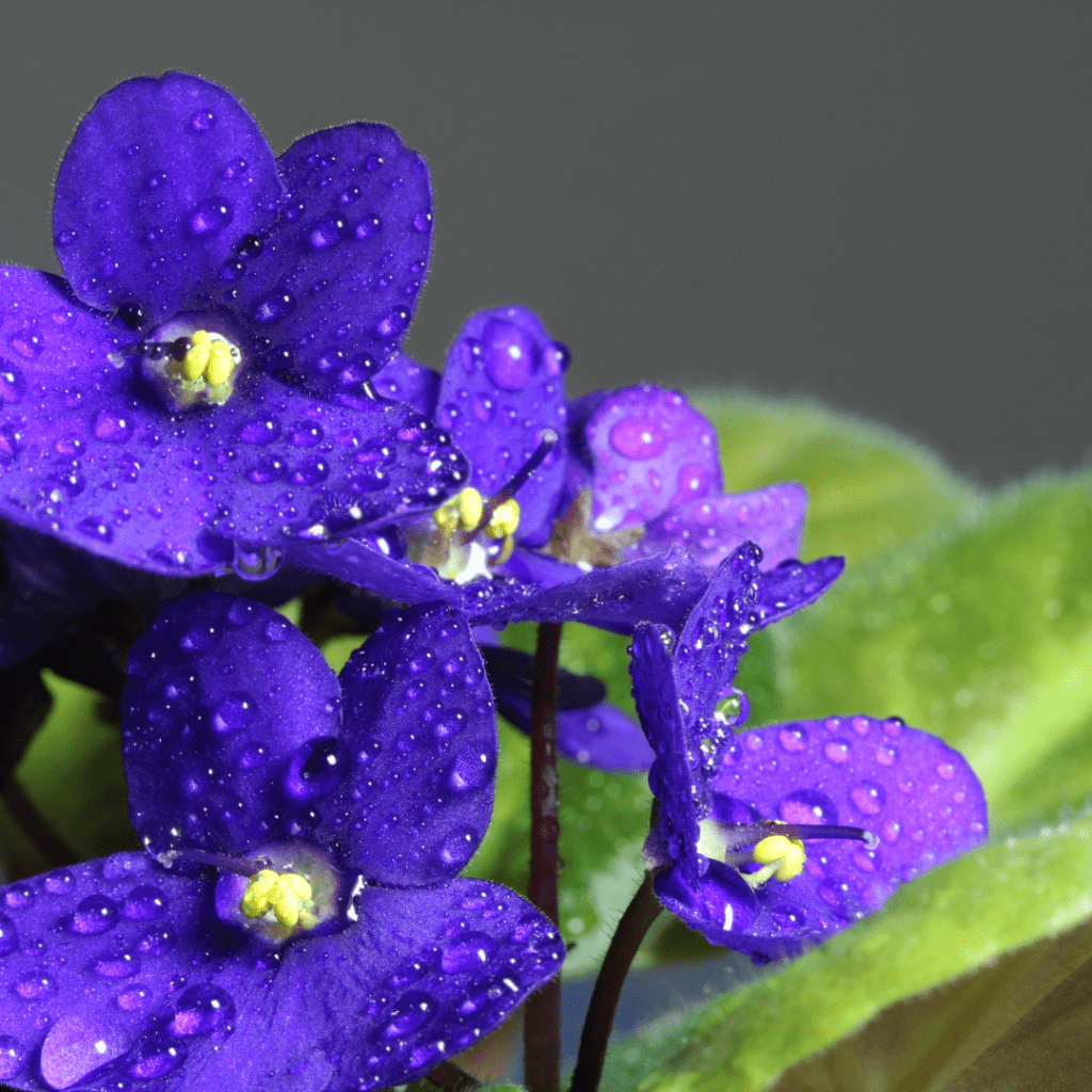 Healthy African violet houseplant with deep purple bloom and healthy green leaves covered in mist. 