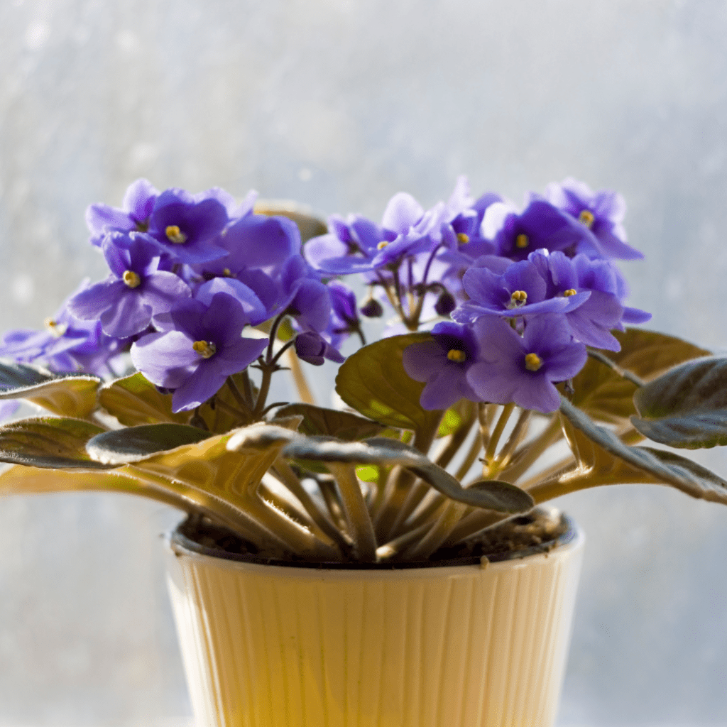 African violet dying of light exposure, showing brown leaves and leggy growth. Potted indoor houseplant.
