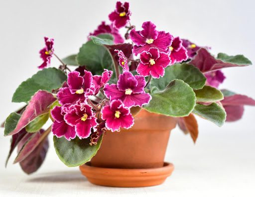 5 Tips to Keep Your African Violet Alive for Years to Come