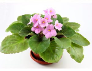 8 Tricks to Get Your African Violet to Bloom Again - AVRC