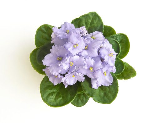 5 Steps to African Violet Propagation