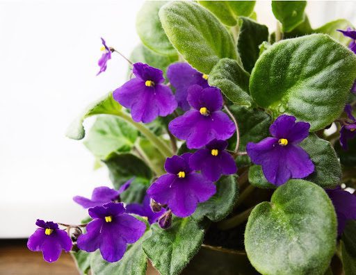 Everything You Need to Know About African Violet Leaves