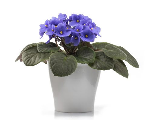 African Violet Fertilizer: How to Grow a Healthy Plant