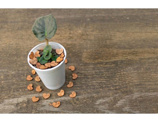 6 Signs Your African Violet Is Dying and How to Revive It