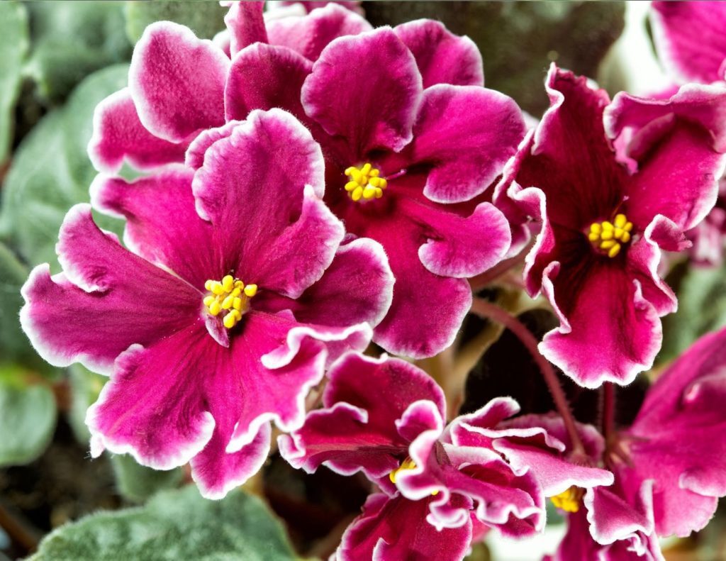 5 Growing Tips to Consider Before You Buy an African Violet Plant