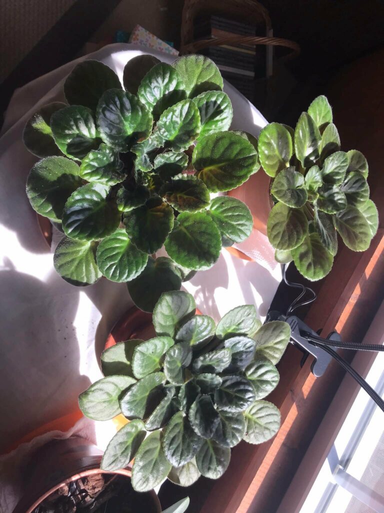 Three African violet plants on an indoor gardening table near a windowsill with no blooms or flowers.