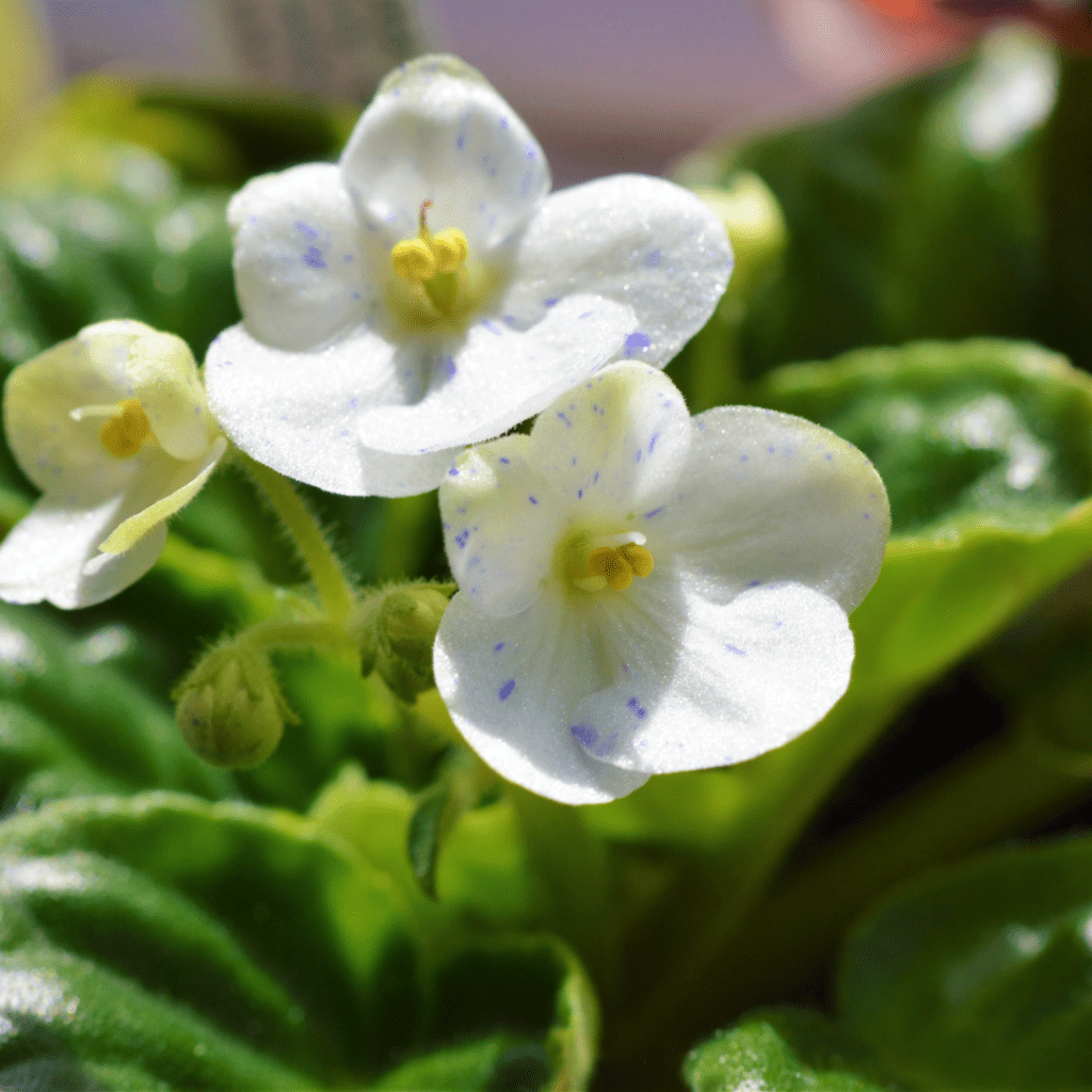 White and blue flowers on African violet houseplant show it will bloom again with bright, indirect sunlight. 