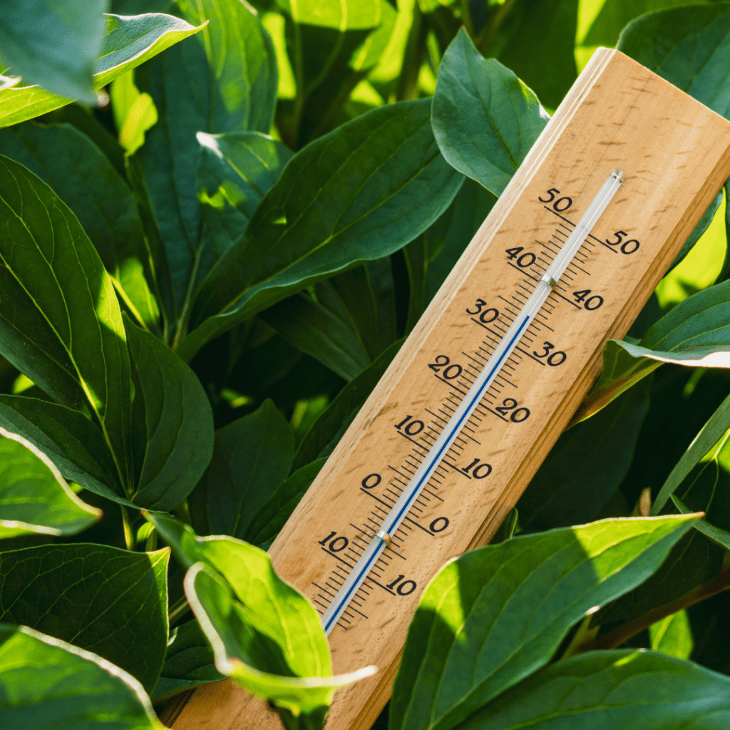 Giant wooden thermometer in large houseplant showing optimal display for helping African violet bloom again.