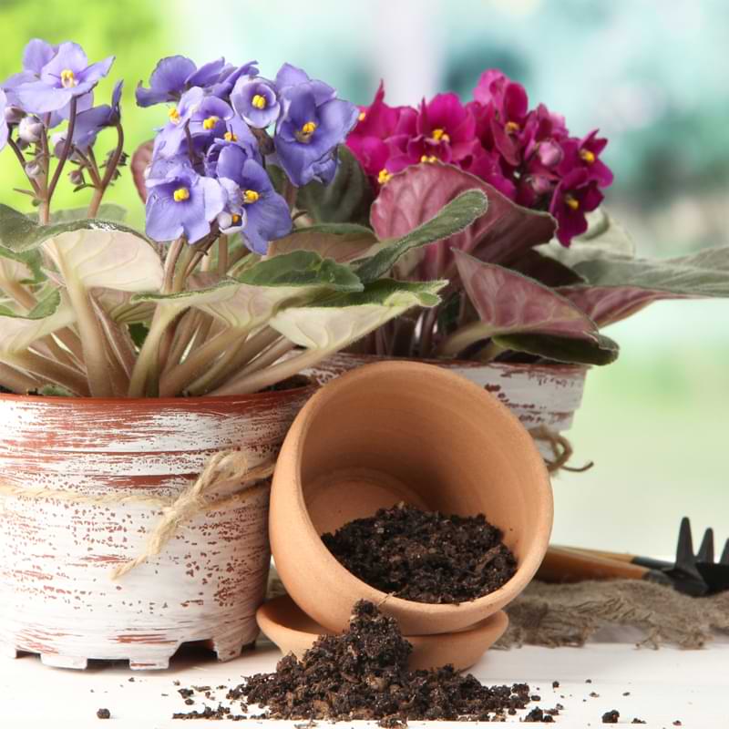 Different varieties of African violet plants bloom again after being repotted in premium indoor soil on a white table.