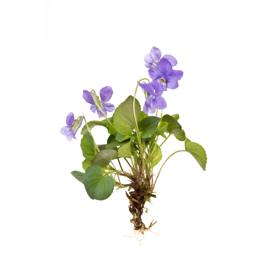  Rootbound African violet houseplant with purple flowers and healthy leaves against a white background. 