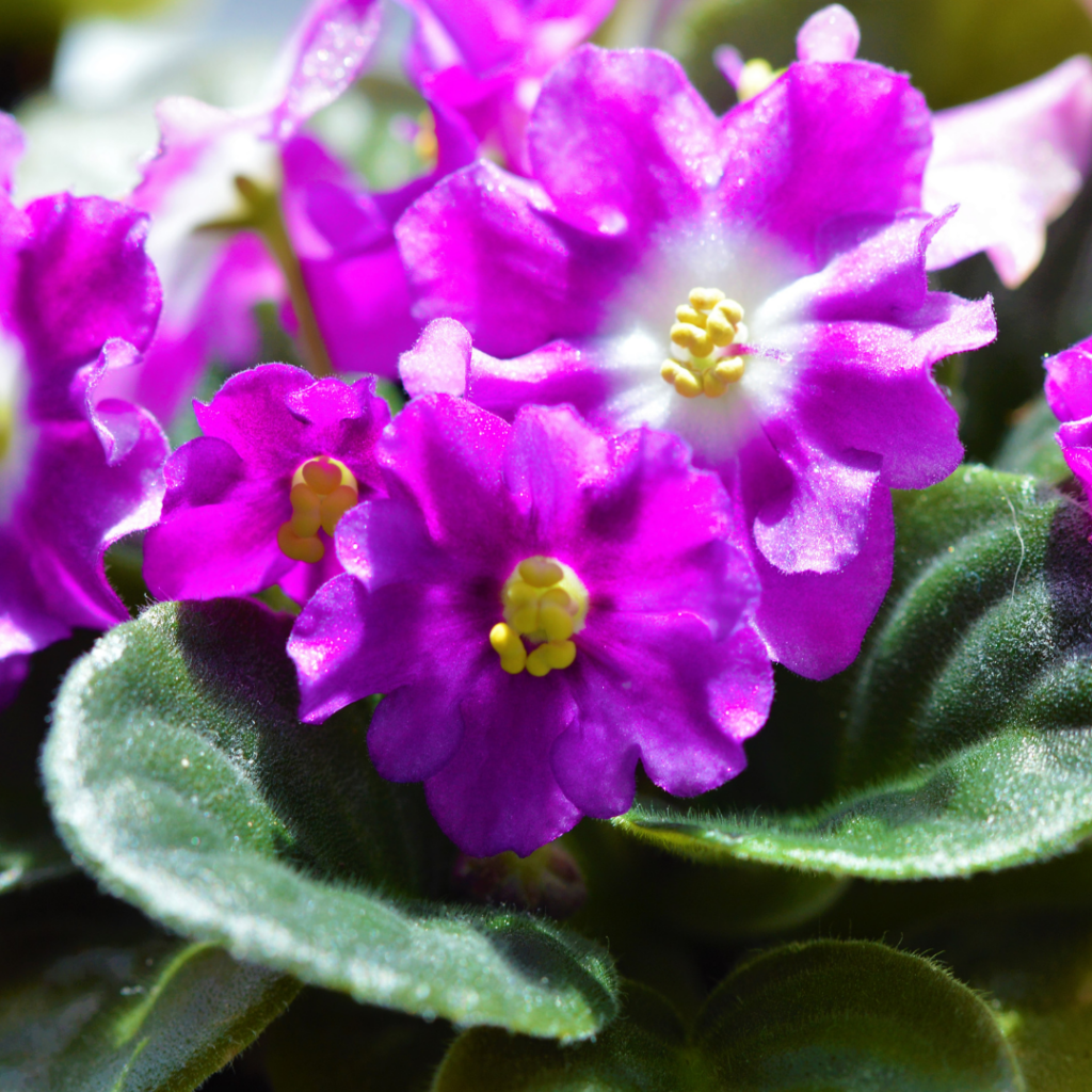 Stock photo of houseplant purple flowers and green leaves with crowded top growth, making it hard for African violets to bloom again.