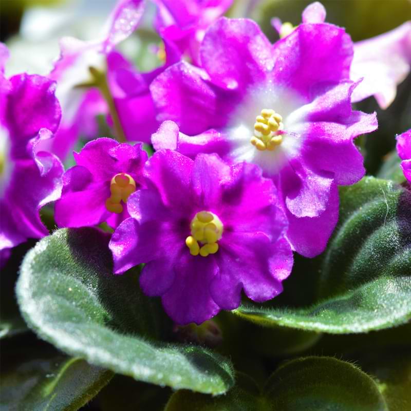 Stock photo of houseplant purple flowers and green leaves with crowded top growth, making it hard for African violets to bloom again.