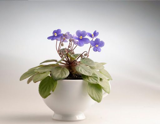 The 3 Features of a Perfect African Violet Pot (Plus a Bonus Growing Tip!)