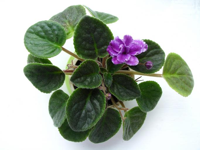 African Violet Plant Care: Do This, Not That!