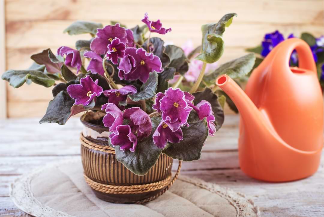 7 Little-Known Facts About African Violet Flowers