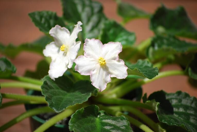 Why African Violet Leaves Turn Brown: 5 Common Culprits