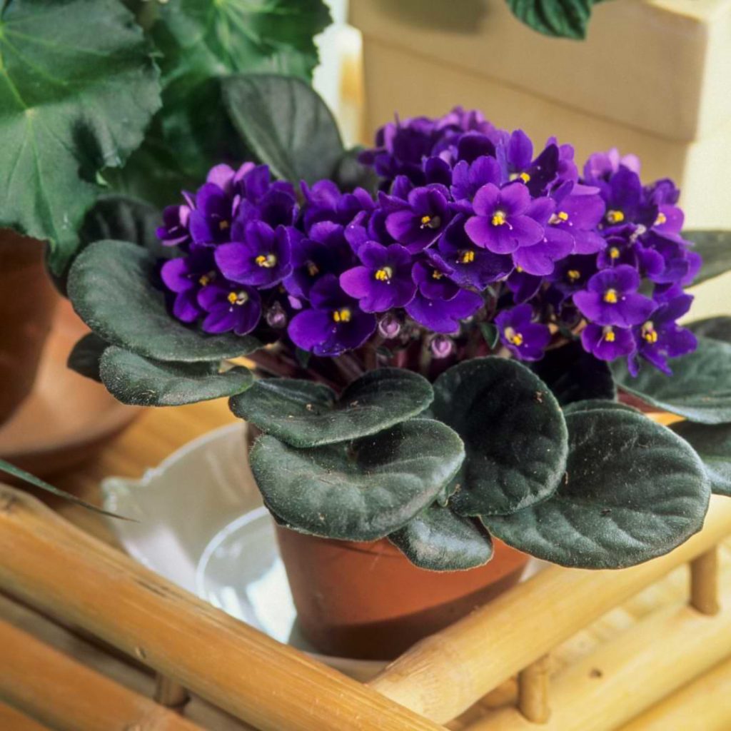 African Violet Not Blooming
