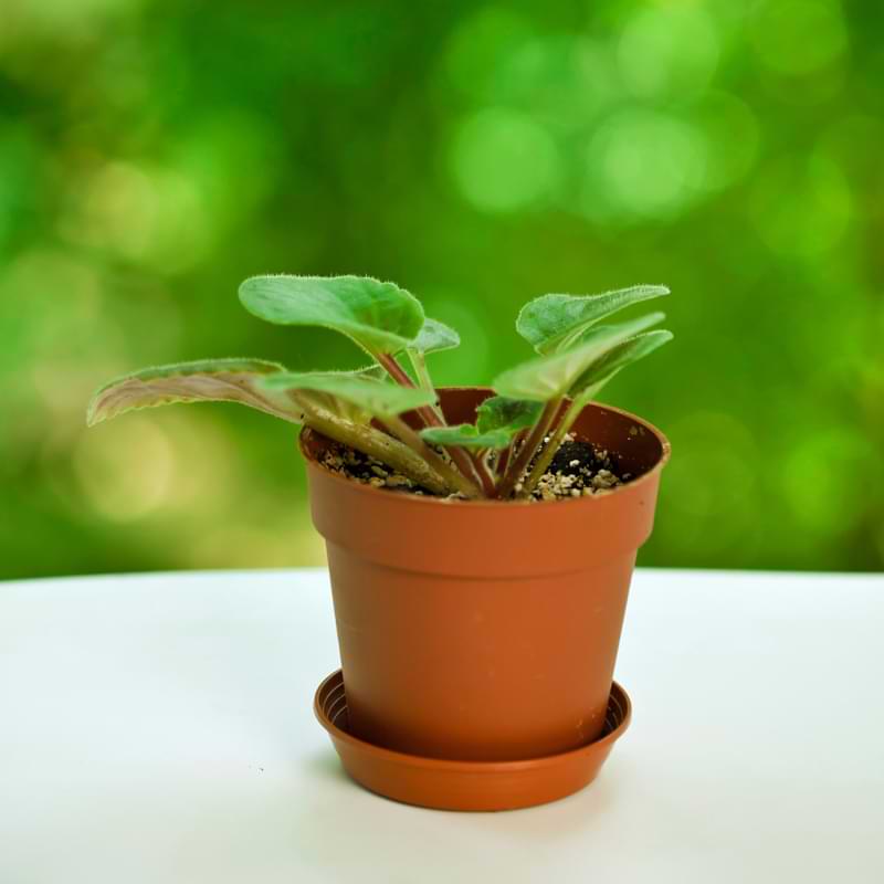 African Violet Pot