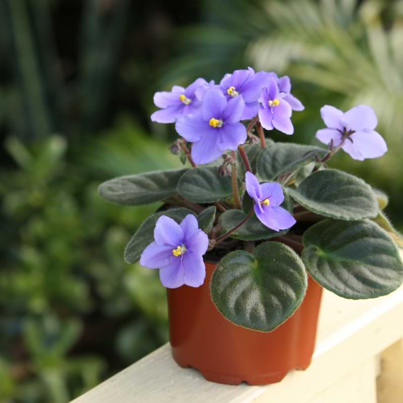 African violets can produce blooms nearly year-round. Learn about African violet pots, and what to look for in the perfect container.