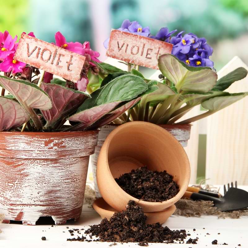 Providing the right African violet potting soil sets you up for success from day one. Learn how to keep this houseplant happy beneath ground.  