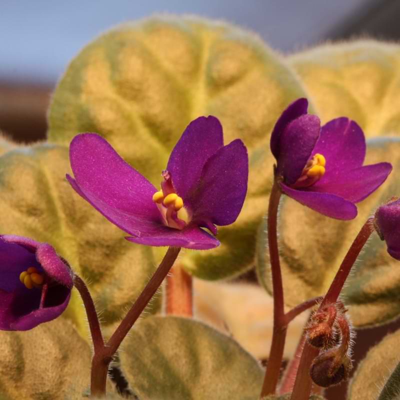 With bright blooms and lovely fuzzy leaves, it's no wonder African violets are beloved the world over. But nothing is more stressful than when your plant starts to struggle—and you don't know why! Leaf changes are one of the first ways your plant will signal something isn't right in its environment. And whether you're dealing with brown spots, crispy edges, or a mysterious powdery intruder, you'll need to take immediate action to correct what isn't working. Luckily, most African violet leaf problems are an easy fix! This beginner-friendly guide will walk you through some common symptoms, and what you need to do next. Problem #1: African Violet Leaves Curling African violet leaves curling under is one of the most common issues you can experience with your plant. That's because this symptom is usually caused by one of the African violet's two biggest enemies: cold air and direct sunlight. If you notice this issue, don't panic. Both causes are an easy fix. Likely Culprit: Cold Air Like many of us, African violets like to be cozy. And—also like us—they tighten and huddle up to conserve heat when they get cold. If your African violet's leaves are curling under and turning brittle, they're not warm enough! You may also notice your plant has grown extra 