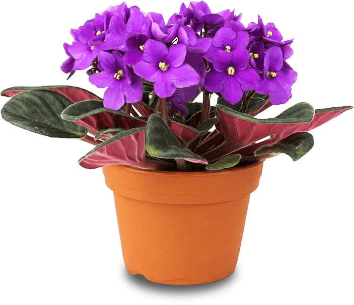 African Violet Pot