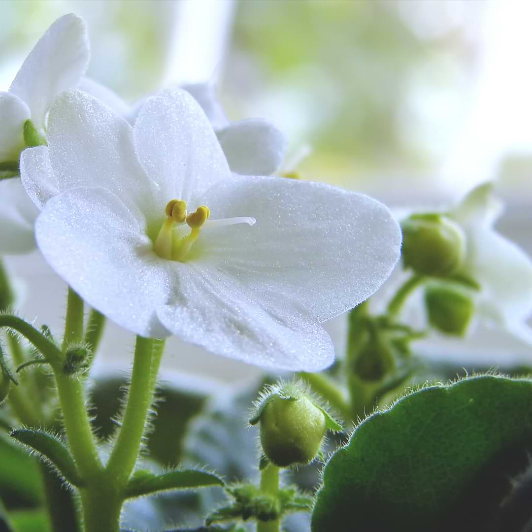 Why Are My African Violet Blooms Dying? African Violet Resource Center