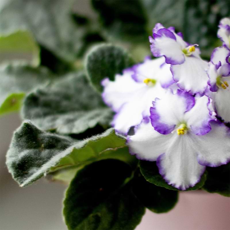 If your Afrcian Violet leaves are curling it may be a sign that something is wrong. Read to learn how to fix the problem.