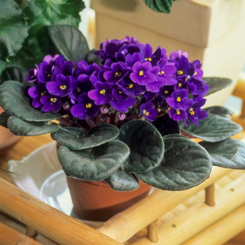 African violet potting soil pH should be between 5.8 and 6.2. Read the best ways to keep your African violets thriving in the perfect soil.