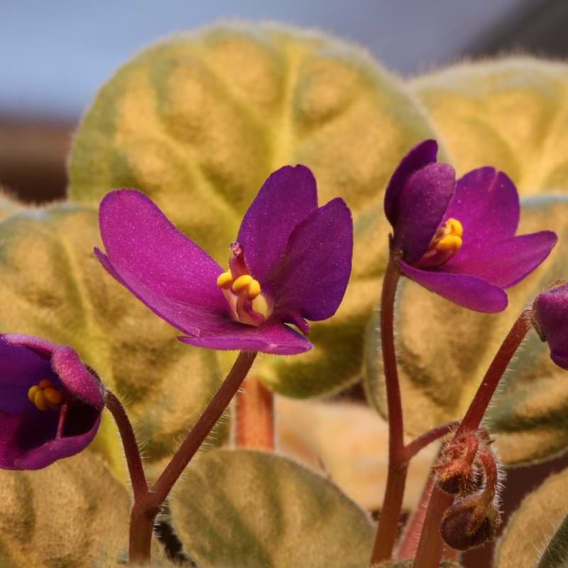 African Violet leaves turning yellow may just be normal leaf profession. Or it could be a sign there is something wrong.