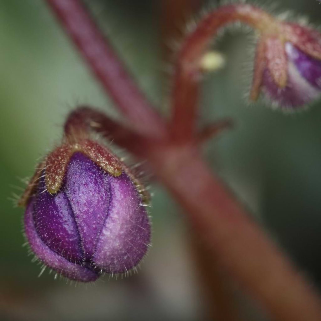 African Violet Wont Bloom