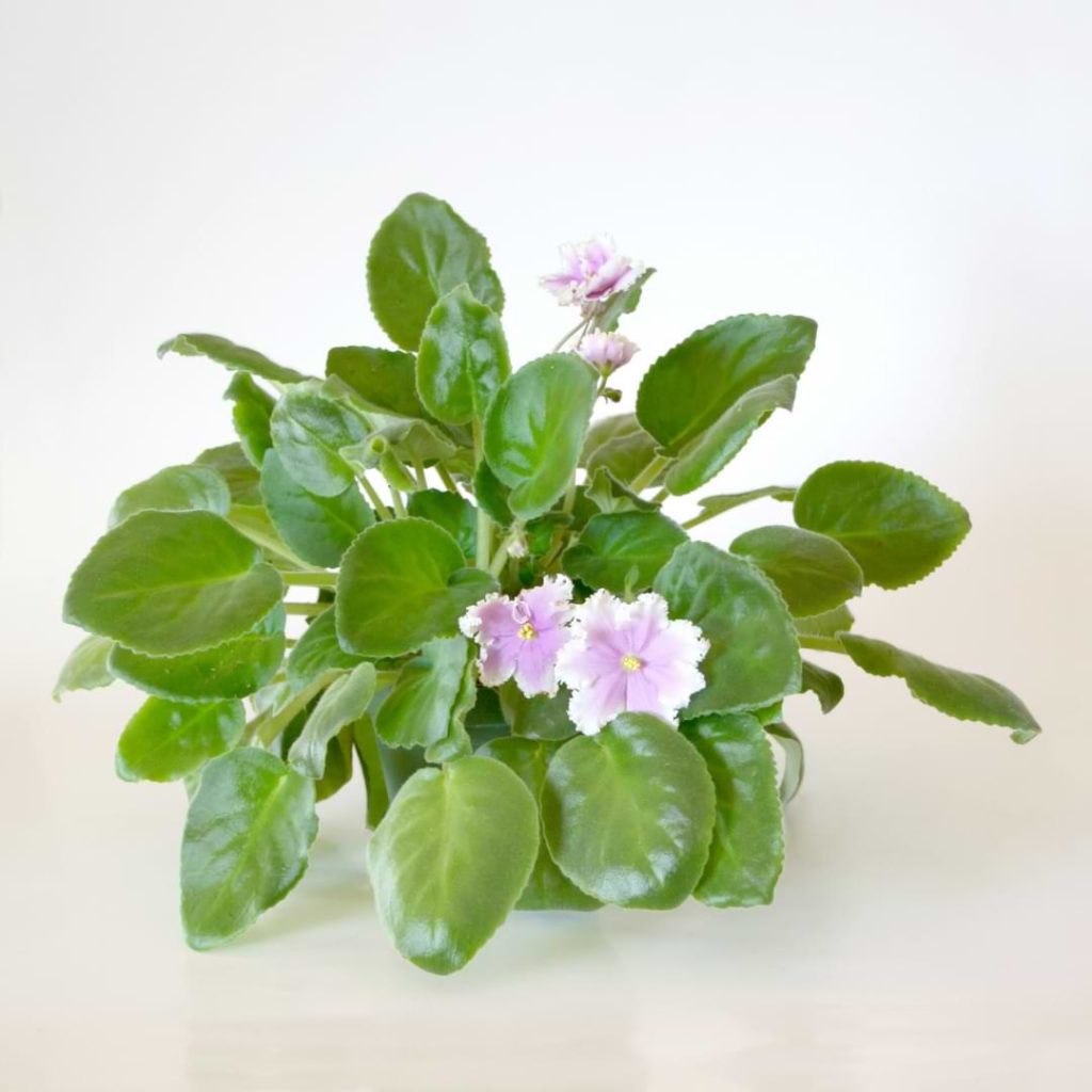 African Violet Yellowing Leaves