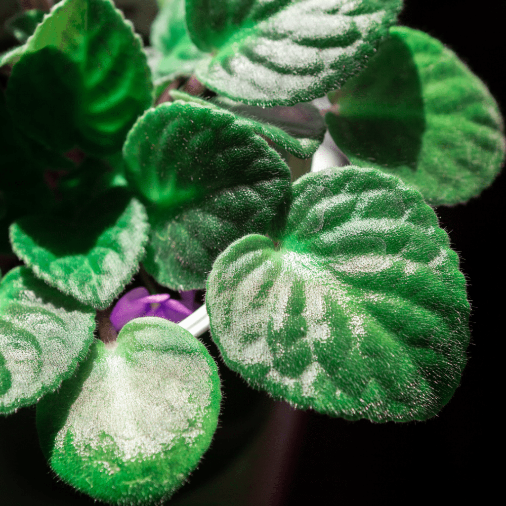 Close-up photo of African violet that won't bloom in a houseplant pot with a dark background.