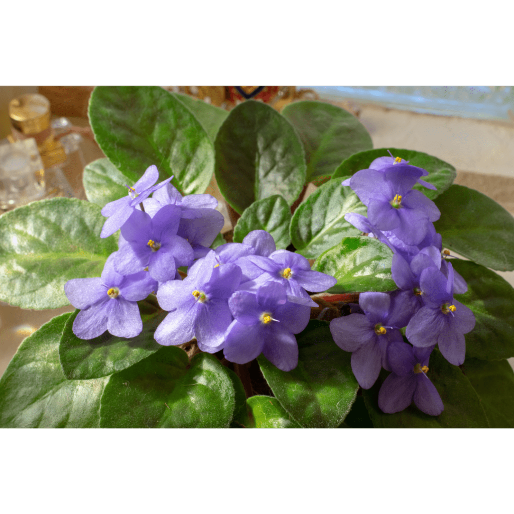 Overgrown African violet with purple flowers and large leaves indoors.