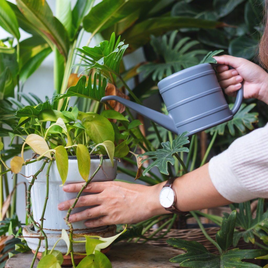  Indoor gardener helping houseplant that won't bloom with a gray watering can in the greenhouse