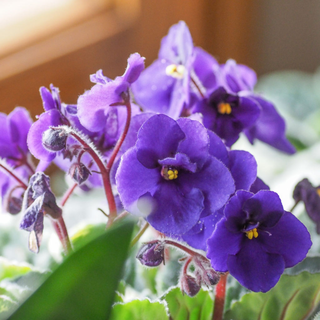 Close-up photo of a healthy African violet plant that produces beautiful blooms thanks to easy indoor gardening fixes.