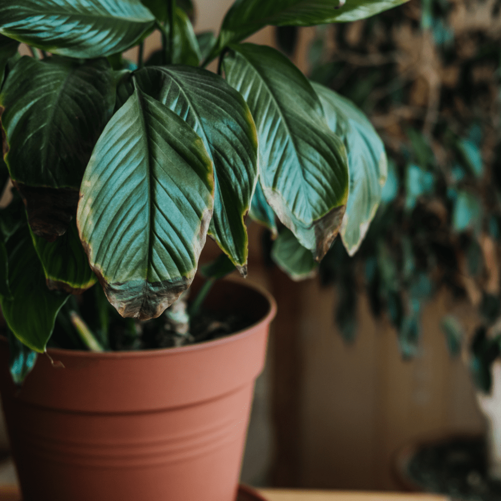 Houseplant in terracotta pot with drooping leaves shows African violet won't bloom without sunlight.