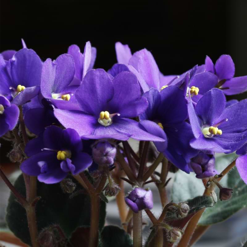 In this guide, we'll go over everything you need to know on how to care for African violets to keep your plants happy.