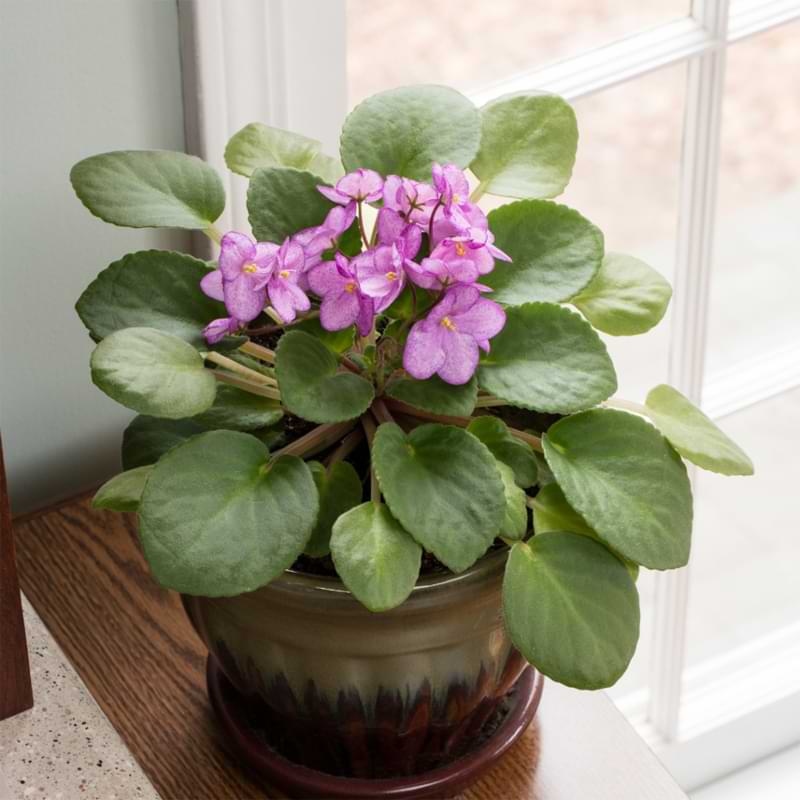 African violets have a few specific requirements. Find out how to make sure your African violets houseplants thrive under your care.